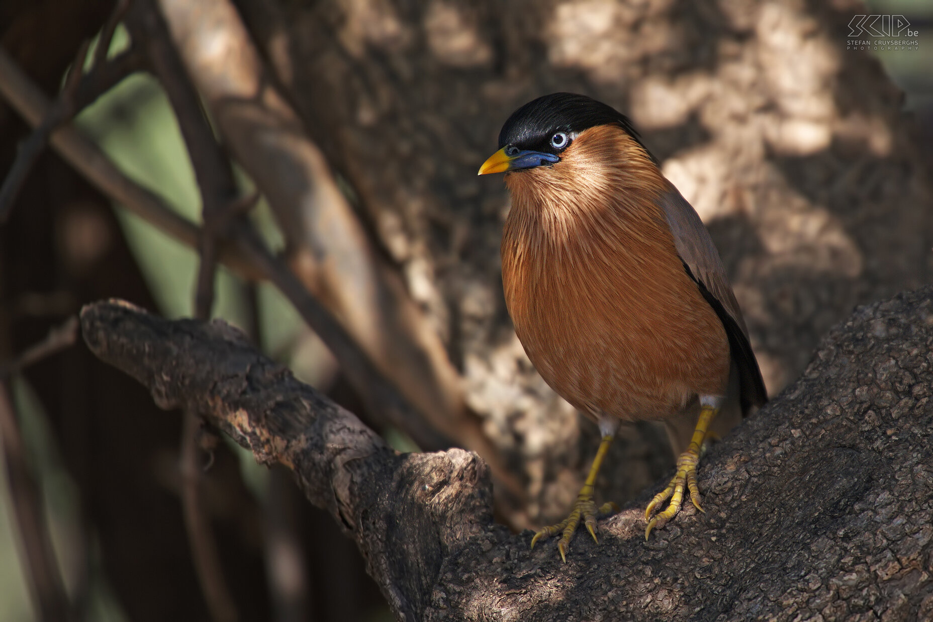 Keoladeo - Brahminy starling A beautiful Brahminy starling (Sturnia pagodarum) on a tree in Keoladeo national park. Keoladeo is a wonderful bird sanctuary in Rajasthan between Jaipur and Agra. This national park a is man-managed wetland and it hosts thousands of birds especially during the winter season. It is advisable to hire a cycle rickshaw with driver to explore the park. Stefan Cruysberghs